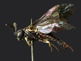   Lagonis nevadensis nbsp;male lateral habitus; photo by J. Orr, WSDA 
