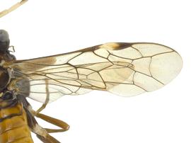   Leucopelmonus annulicornisnbsp; fore wing; photo by J. Orr, WSDA 
