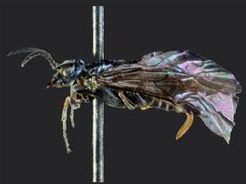   Lycaota janetaenbsp; female lateral habitus; photo by J. Orr, WSDA 
