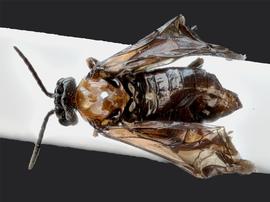   Lycaota sodalisnbsp; female dorsal habitus; photo by J. Orr, WSDA 
