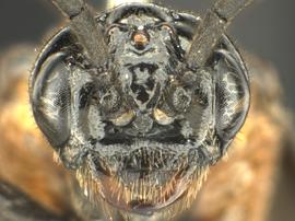   Lycaota sodalisnbsp; female face; photo by Q. Baine, WSDA 
