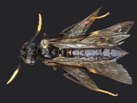   Macremphytus tarsatusnbsp; female dorsal habitus; photo by J. Orr, WSDA 
