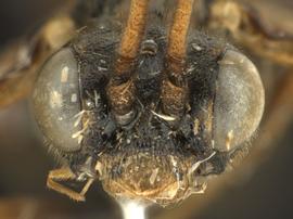   Macremphytus lovettinbsp; male face; photo by Q. Baine, WSDA 
