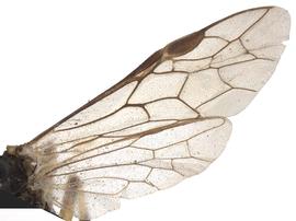   Macrophya flavolineatanbsp; wings; photo by P. Jones, WSDA 
