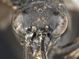   Macrophya fumatornbsp; female face; photo by Q. Baine, WSDA 
