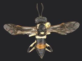   Macrophya  sp. female dorsal habitus; photo by Q. Baine, WSDA 
