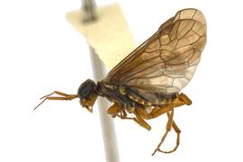   Macroxyela ferruginia  male lateral habitus; photo by Q. Baine, WSDA 
