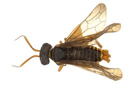   Macroxyela ferruginia  male dorsal habitus; photo by Q. Baine, WSDA 
