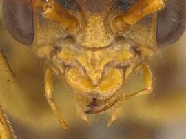   Megaxyela major  female clypeus; photo by Q. Baine, WSDA 
