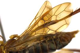   Megaxyela major  fore wing; photo by Q. Baine, WSDA 
