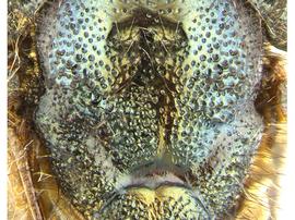   Sirex mexicanus  mesoscutum; photo by H. Goulet, CNC 
