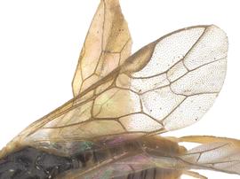   Messa populifoliellanbsp; fore wing; photo by J. Orr, WSDA 
