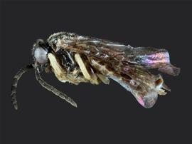   Metallus capitalisnbsp; female lateral habitus; photo by J. Orr, WSDA 
