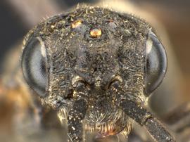   Monardis pullanbsp; female face; photo by Q. Baine, WSDA 
