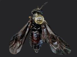   Monardis pullanbsp; female dorsal habitus; photo by J. Orr, WSDA 
