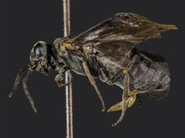   Monardis pullanbsp; female lateral habitus; photo by J. Orr, WSDA 
