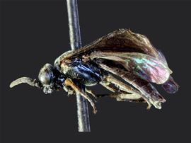   Monardis pullanbsp; male lateral habitus; photo by J. Orr, WSDA 
