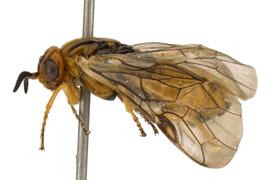   Monoctenus  sp. female lateral habitus; photo by Q. Baine, WSDA 
