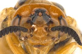   Monoctenus  sp. female face; photo by Q. Baine, WSDA 
