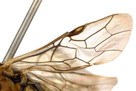   Monoctenus  sp. fore wing; photo by J. Orr, WSDA 
