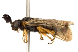   Monoctenus nbsp;sp. male lateral habitus; photo by J. Orr, WSDA 
