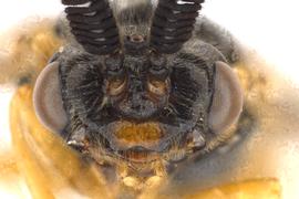   Monoctenus  sp. male face; photo by Q. Baine, WSDA 
