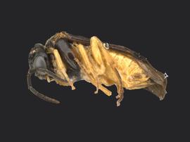   Monophadnoides  sp.nbsp;female lateral habitus; photo by Q. Baine, WSDA 
