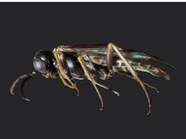   Monsoma inferentiumnbsp; ?male lateral habitus; photo by J. Orr, WSDA 
