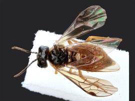   Monostegia abdominalisnbsp; fe?male dorsal habitus; photo by J. Orr, WSDA 
