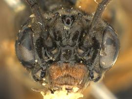   Monostegia abdominalisnbsp; fe?male face; photo by Q. Baine, WSDA 
