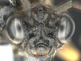   Monostegia nigranbsp; ?male face; photo by Q. Baine, WSDA 
