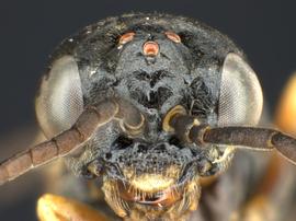   Monsoma inferentiumnbsp; male face; photo by Q. Baine, WSDA 
