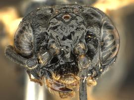   Monsoma pulveratumnbsp; fe?male face; photo by Q. Baine, WSDA 
