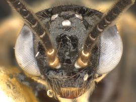   Nefusa ambigua  female face; photo by Q. Baine, WSDA 
