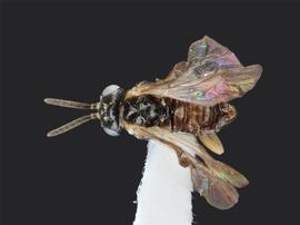   Nefusa ambigua  male dorsal habitus; photo by J. Orr, WSDA 
