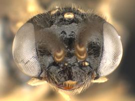   Nefusa ambigua  ?male face; photo by Q. Baine, WSDA 
