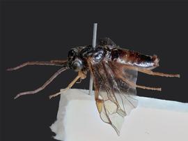   Nematinus luteus nbsp;male lateral habitus; photo by J. Orr, WSDA 
