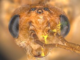   Nematinus acuminatus nbsp;female face; photo by Q. Baine, WSDA 
