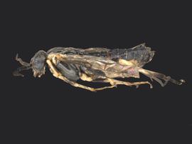   Nematus iridescens  female lateral habitus; photo by Q. Baine, WSDA 
