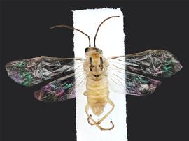   Euura oligospila nbsp;female dorsal habitus; photo by J. Orr, WSDA 
