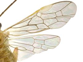   Nematus sp.nbsp; wings; photo by P. Jones, WSDA 
