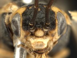   Nematus  sp. male face; photo by Q. Baine, WSDA 
