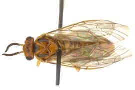   Neodiprion abietis  female dorsal habitus; photo by Q. Baine, WSDA 
