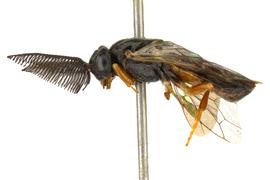   Neodiprion abietus  male lateral habitus; photo by Q. Baine, WSDA 
