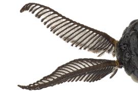   Neodiprion sertifer  male antennae; photo by Q. Baine, WSDA 
