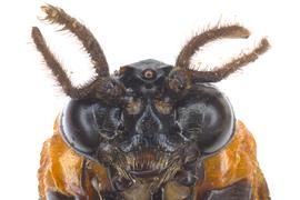   Neoptilia malvacearum  male face; photo by J. Orr, WSDA 
