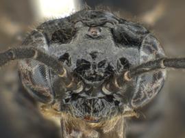   Nesoselandria morio nbsp;female face; photo by Q. Baine, WSDA 
