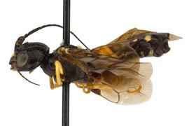   Neurotoma fasciata  female lateral habitus; photo by J. Orr, WSDA 
