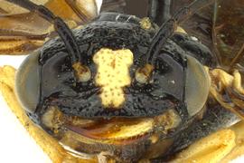   Neurotoma fasciata  female face; photo by J. Orr, WSDA 
