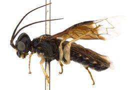   Neurotoma fasciata  male lateral habitus; photo by J. Orr, WSDA 
